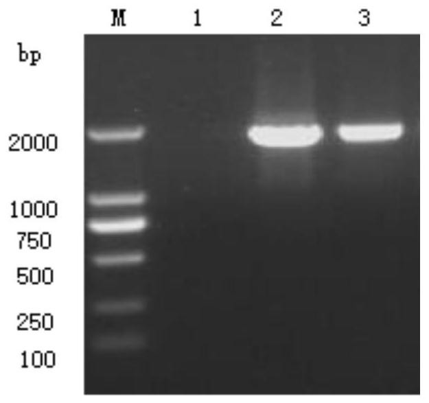 Recombinant rabies virus of chimeric canine parvovirus VP2 gene and application of recombinant rabies virus