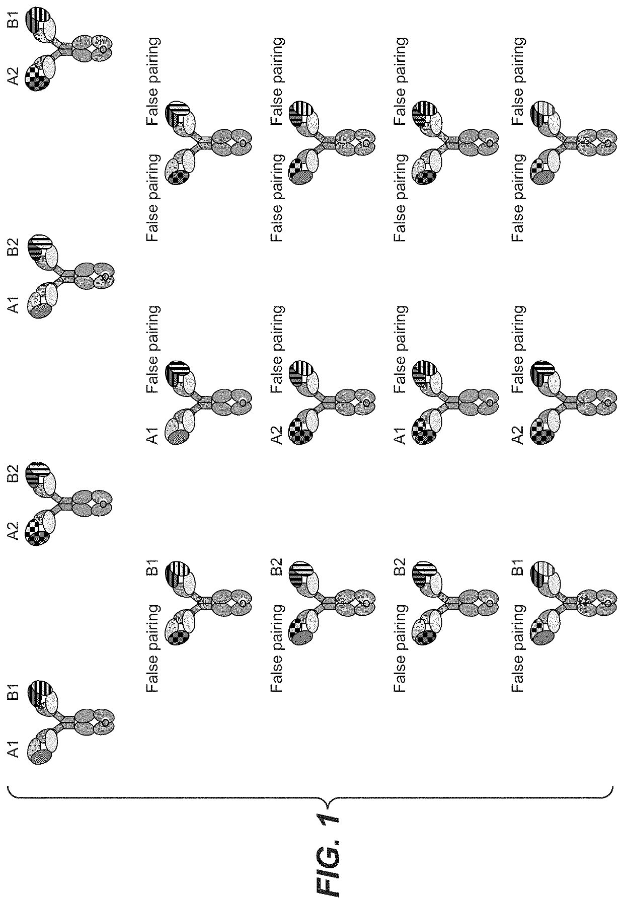 Multispecific antibody screening method using recombinase mediated cassette exchange