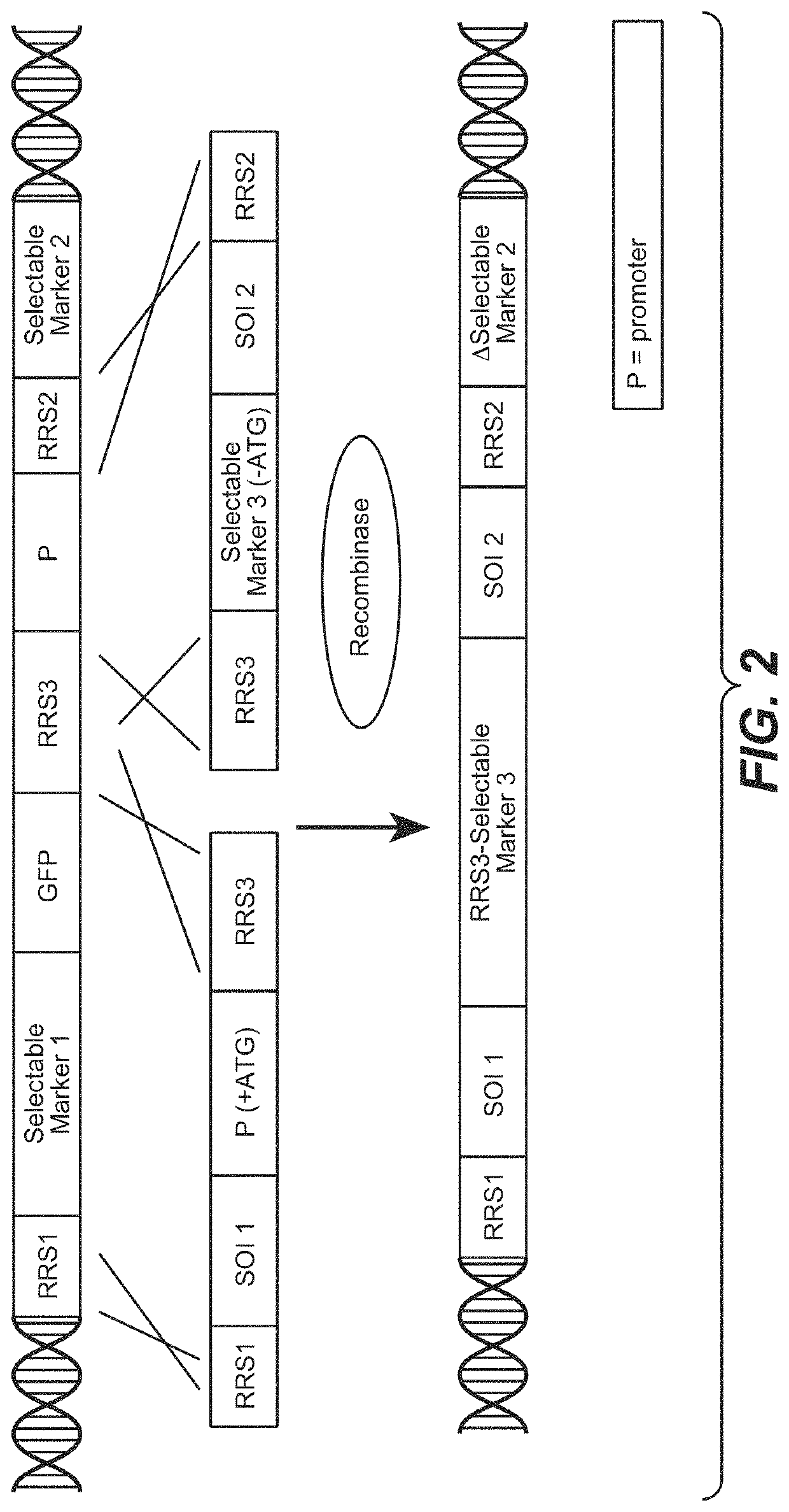 Multispecific antibody screening method using recombinase mediated cassette exchange