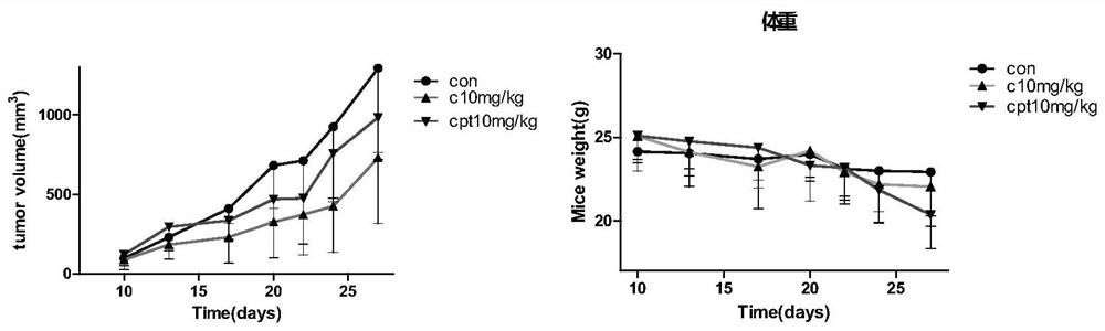 Novel camptothecin derivative and application thereof to preparation of antitumor drug