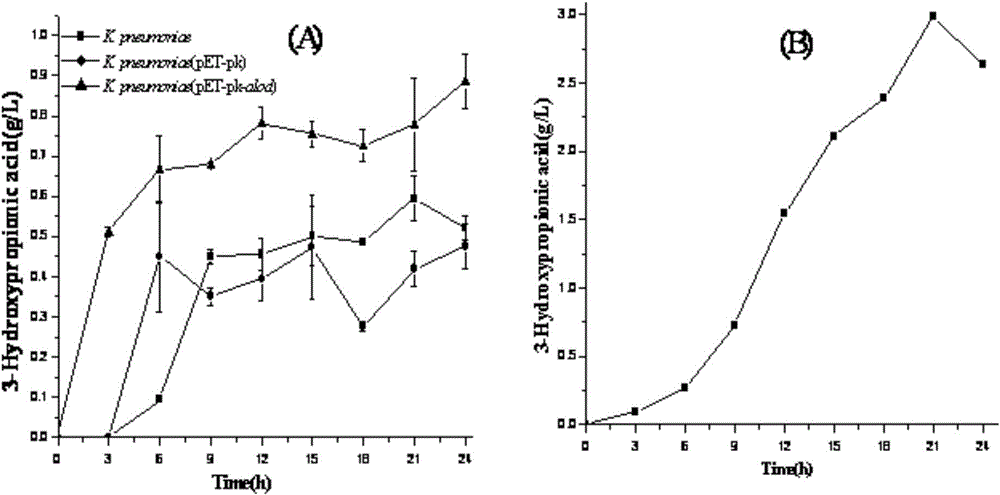 NAD&lt;+&gt;-independent aldehyde oxidase catalyzing production of 3-hydroxypropionic acid from 3-hydroxypropionaldehyde, and its application