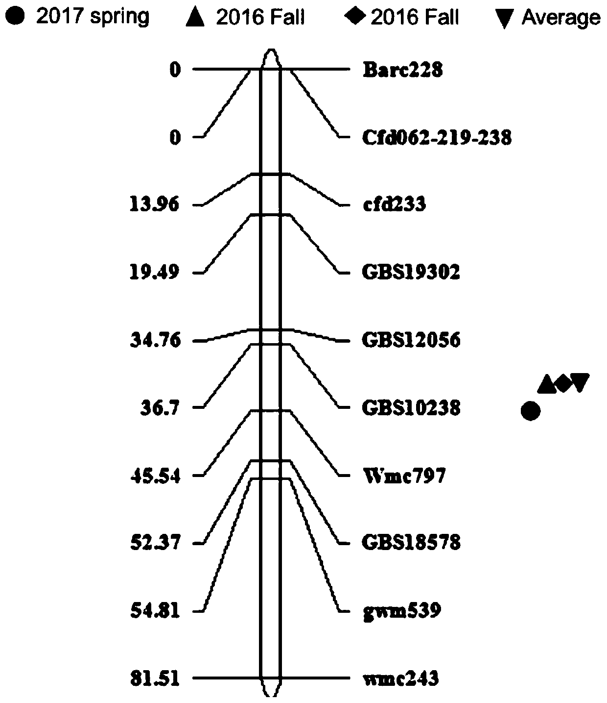 KASP Molecular Marker and Its Application of the Major Qtl of Wheat Scab Resistance