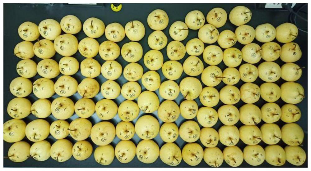 Construction method for nondestructive testing of internal quality of pear and nondestructive testing method for internal quality of pear