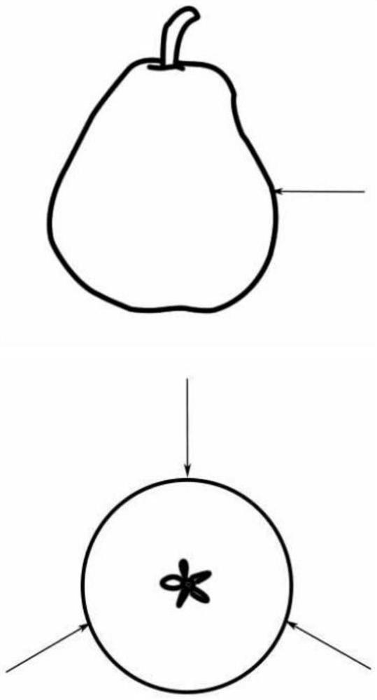 Construction method for nondestructive testing of internal quality of pear and nondestructive testing method for internal quality of pear