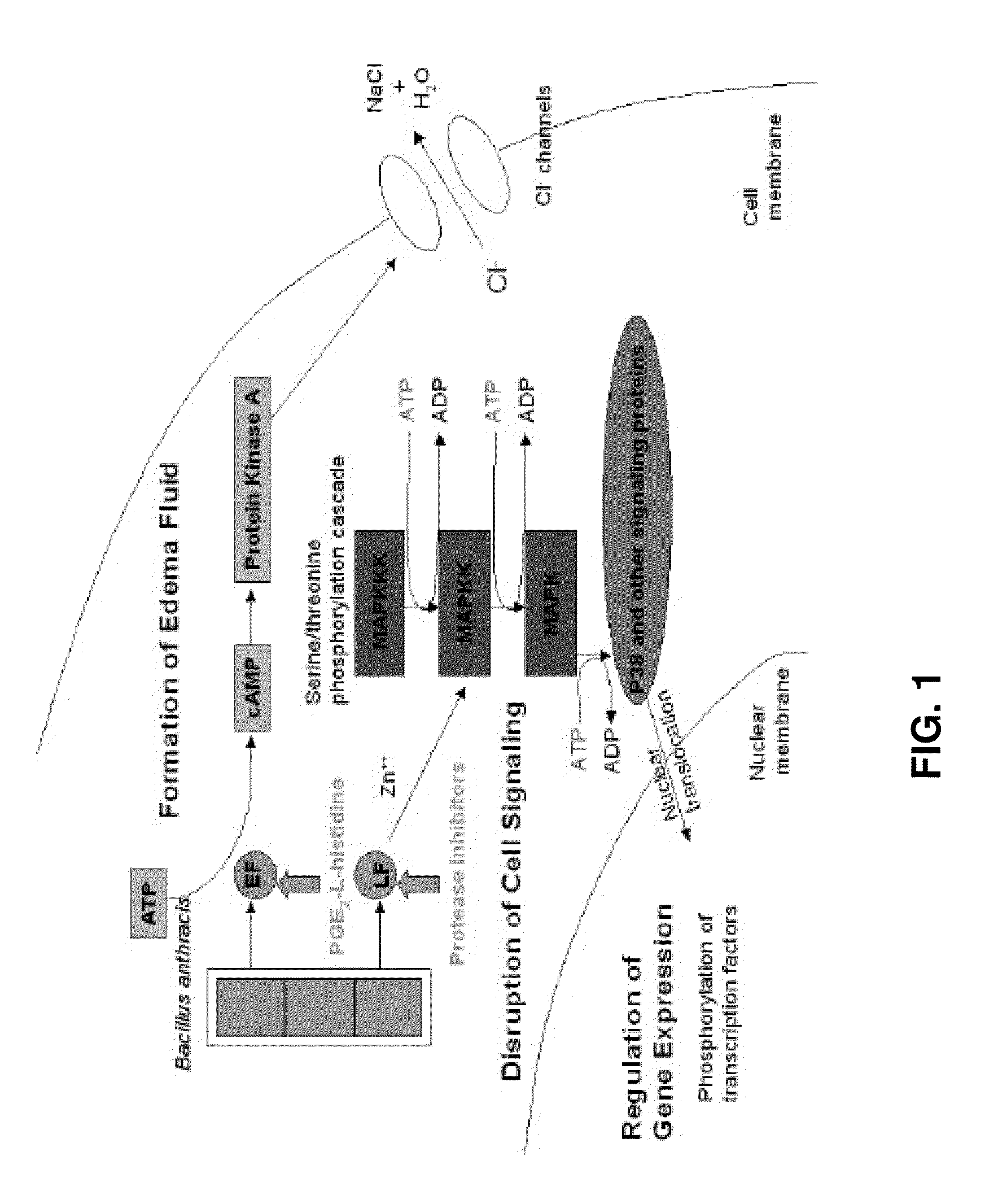 Methods and compositions to inhibit edema factor and adenylyl cyclase