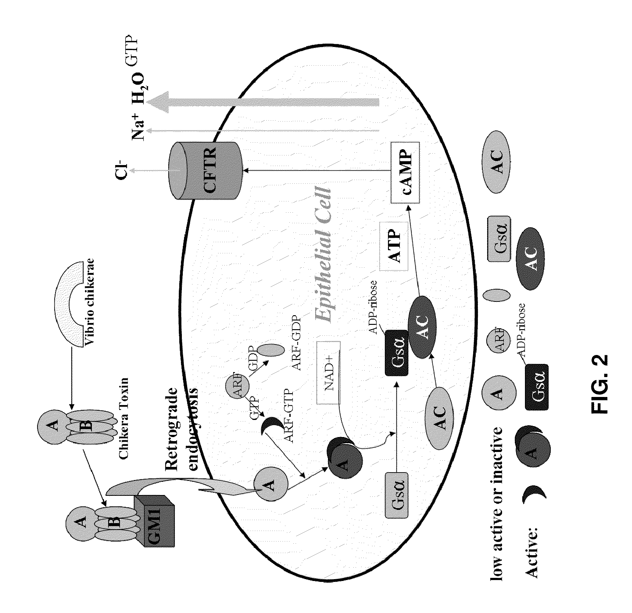 Methods and compositions to inhibit edema factor and adenylyl cyclase