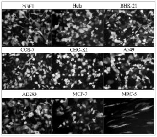 Cationic transfection agent and preparation and application methods thereof