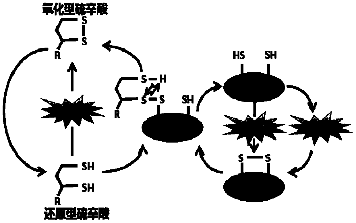 Application of Lipoic Acid in Preparation of Pharmaceutical Composition for Treating Pressure Load Myocardial Injury