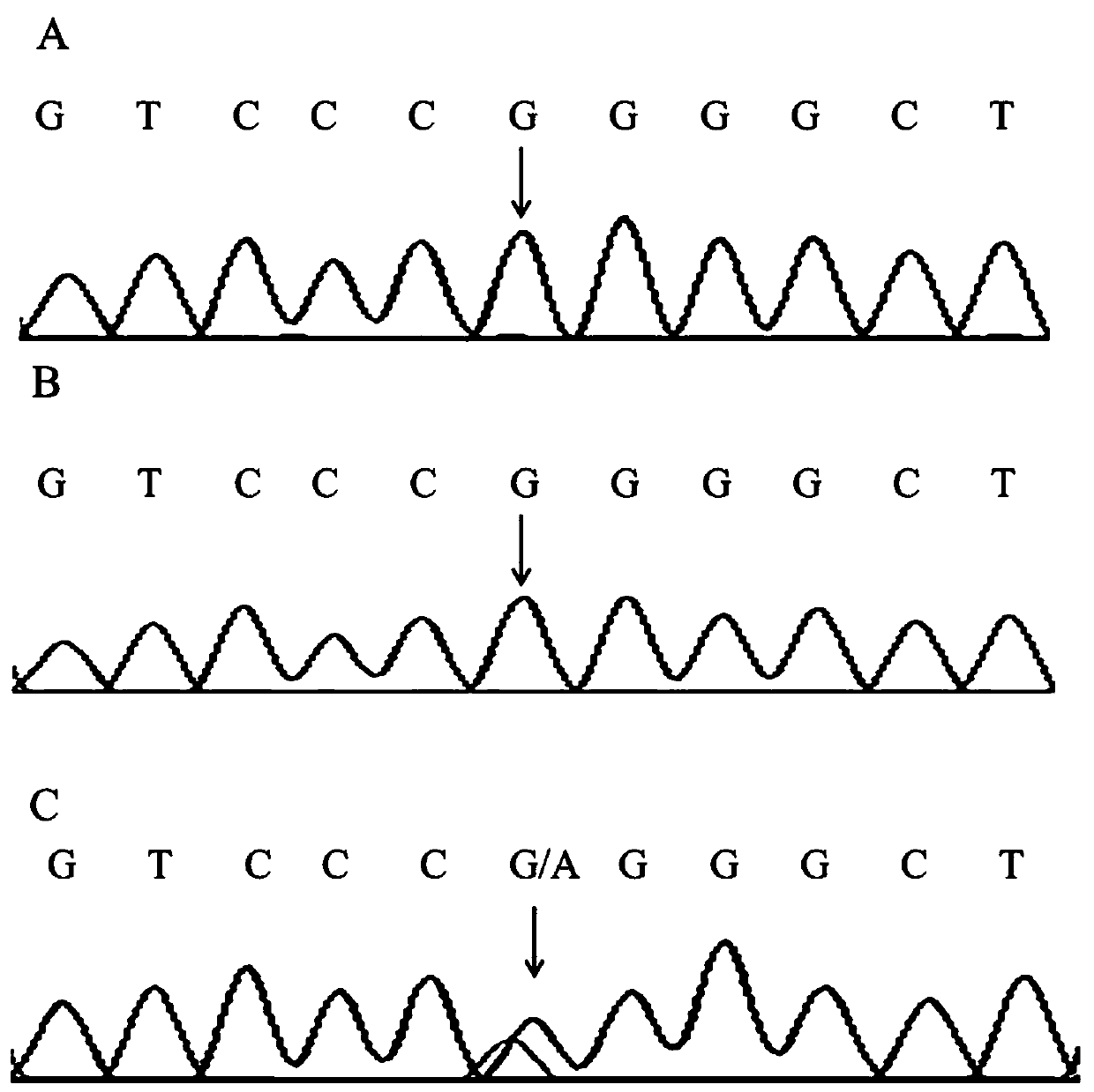 A kind of hypothyroidism pathogenic gene mutation and diagnostic reagent based on the gene mutation