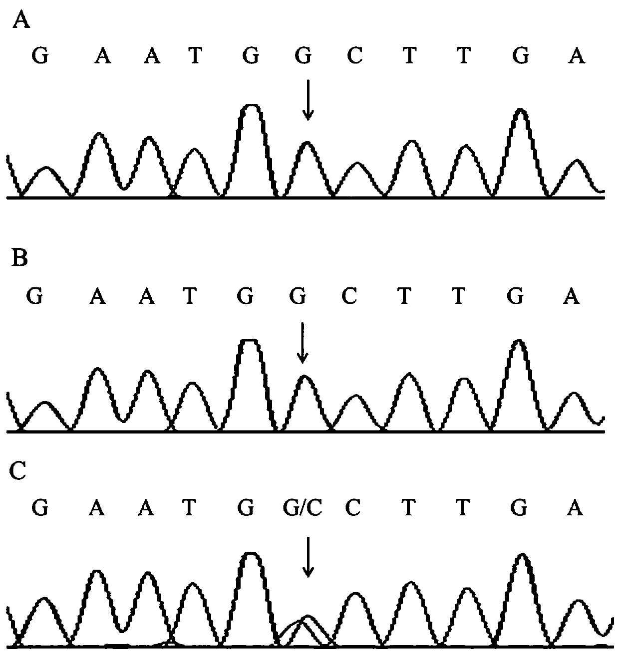 A kind of hypothyroidism pathogenic gene mutation and diagnostic reagent based on the gene mutation