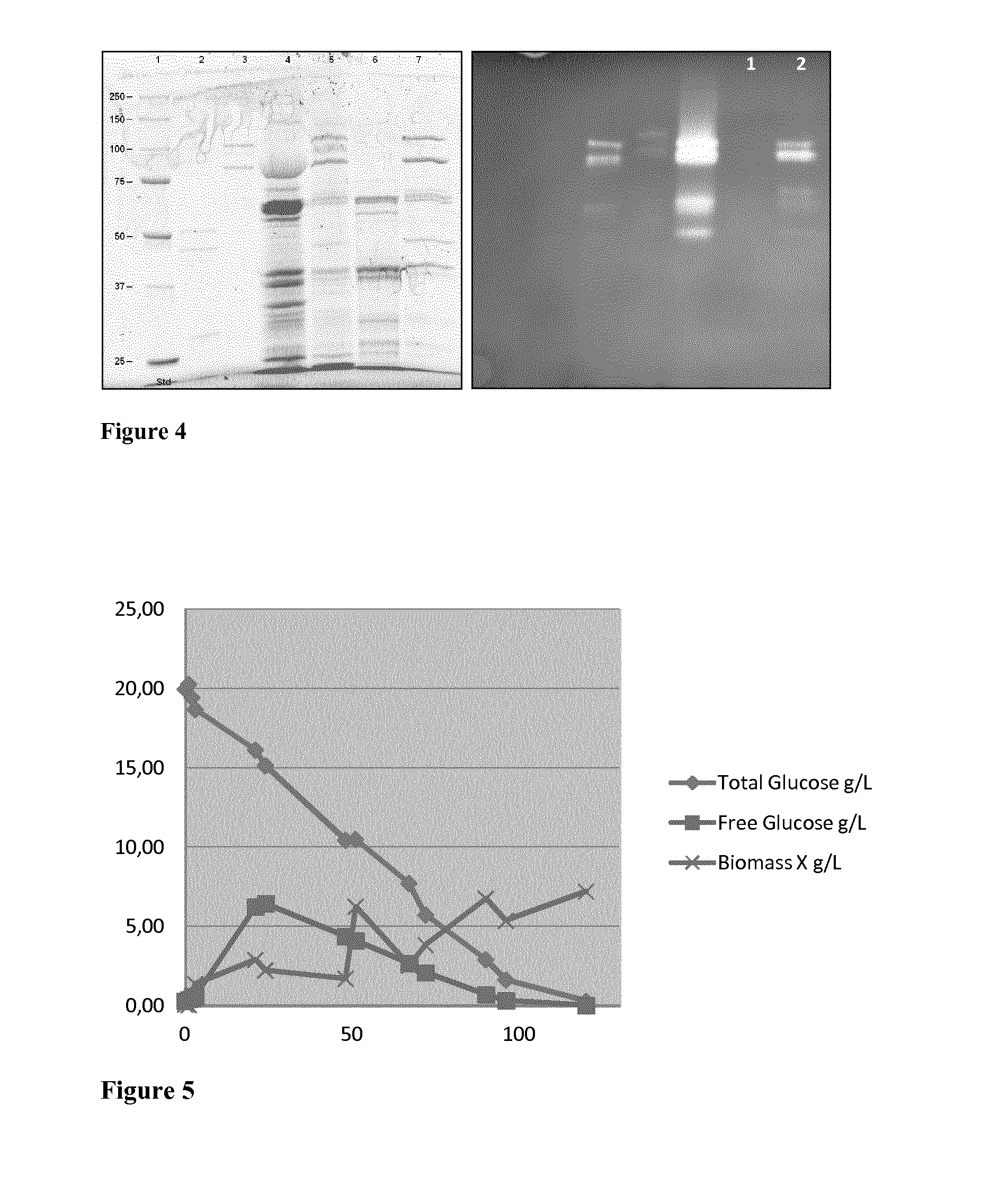Bacteria with reconstructed transcriptional units and the uses thereof