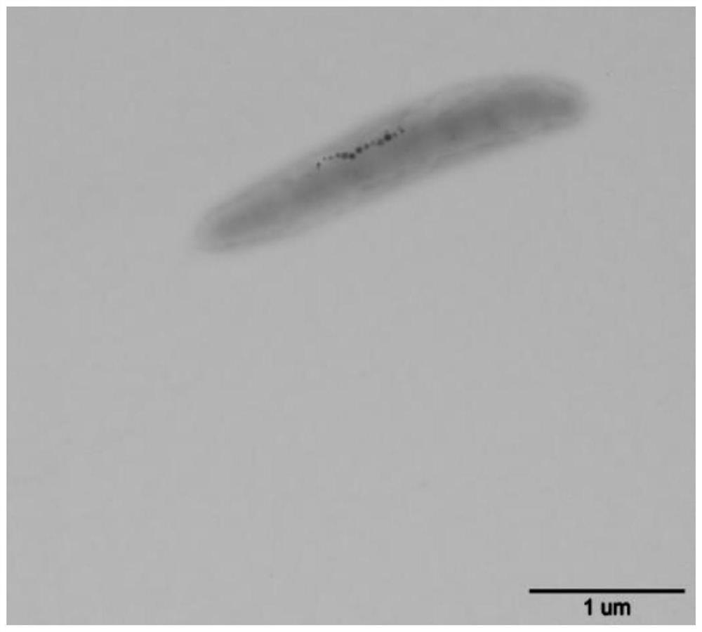 Target Protein intein magnetosome Fusion Gene Intelligent Bacterial 