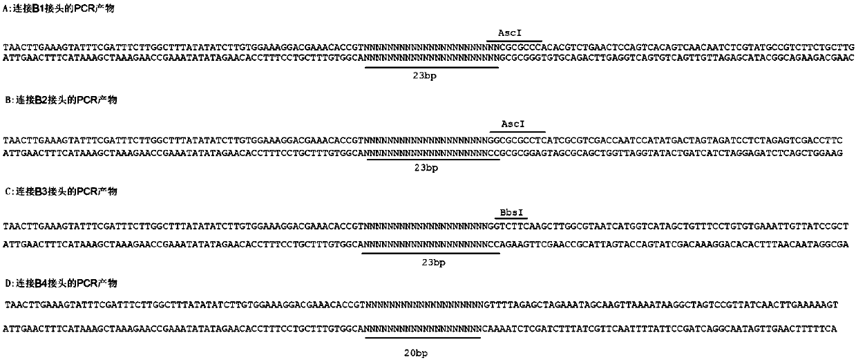 Method used for synthesis of DNA library with fixed length and specific terminal sequence based on template material