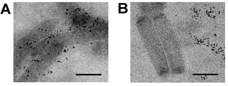 Method for marking enveloped virus nucleocapsid by using quantum dot