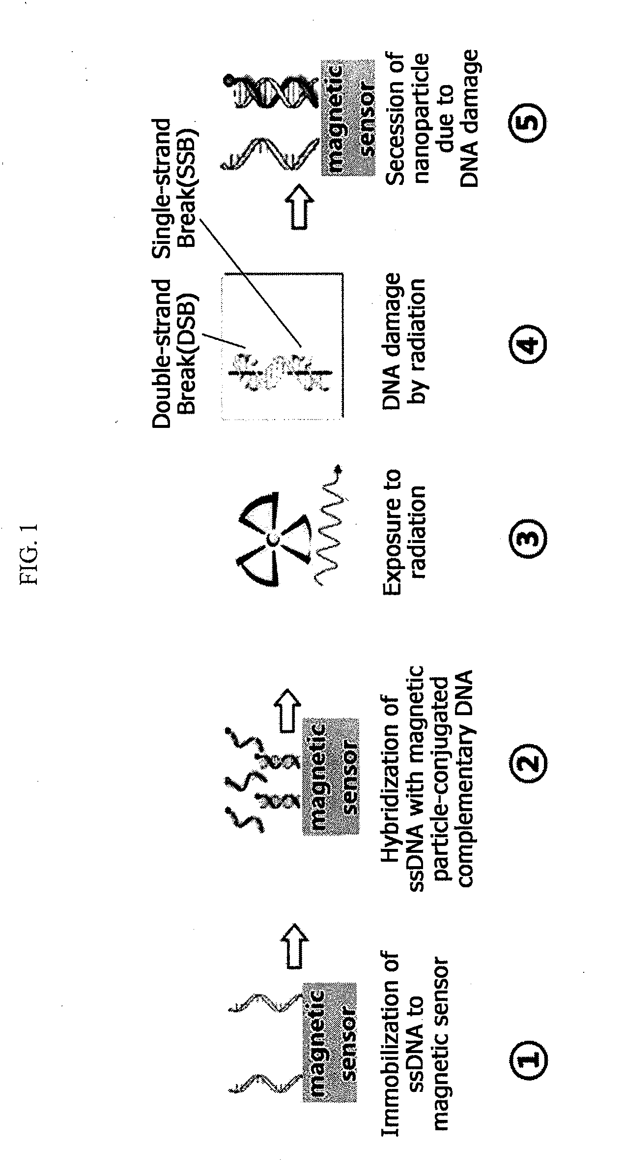 Method for detection of radiation-induced damage to biomaterial using magnetic sensor and magnetic sensor biochip for biodosimetry using the same