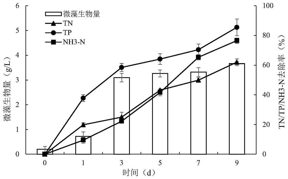 Method for carrying out nitrogen and phosphorus resource recovery and carbon neutralization by coupling filamentous algae after moderately nitrifying high-concentration ammonia-nitrogen wastewater