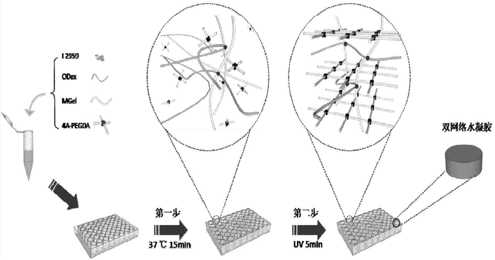 Preparation method of injectable double-cross-linked hydrogel for tissue engineering