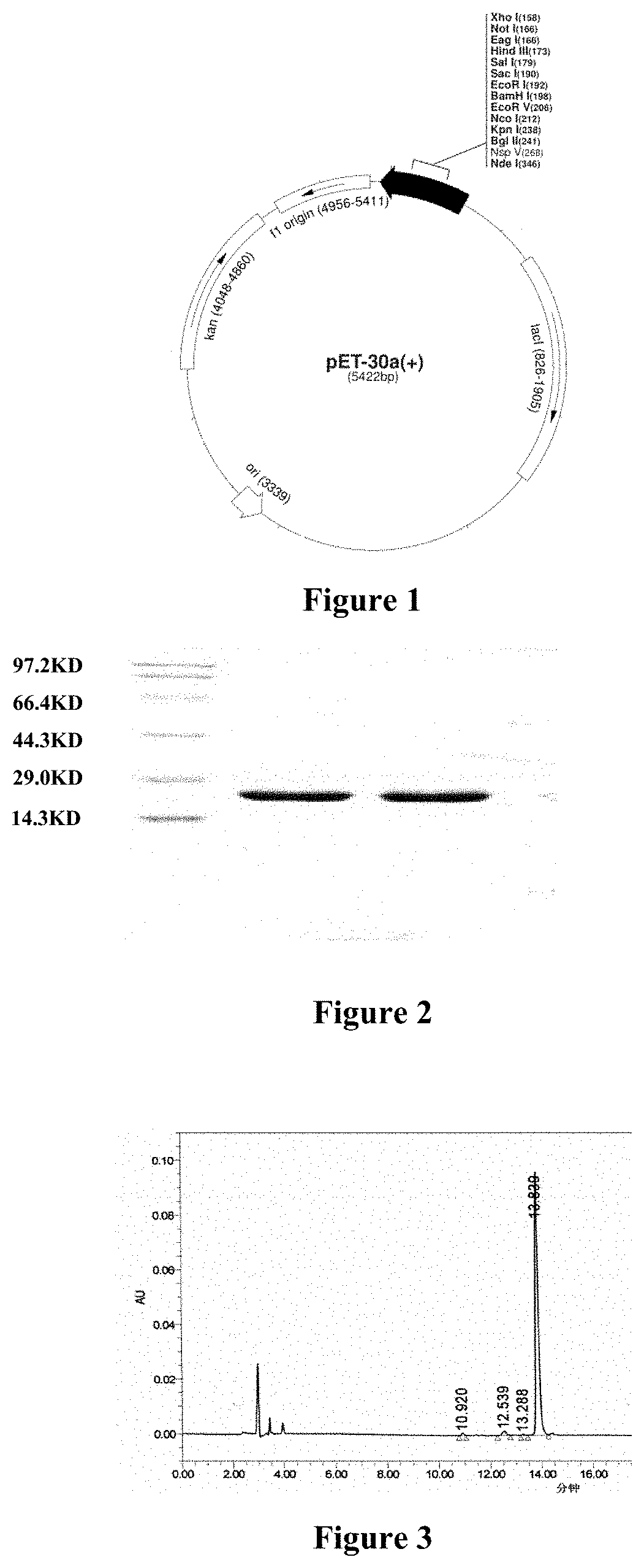 RECOMBINANT HUMAN-BASIC FIBROBLAST GROWTH FACTOR (rh-bFGF) AND PHARMACEUTICAL COMPOSITION COMPRISING rh-bFGF
