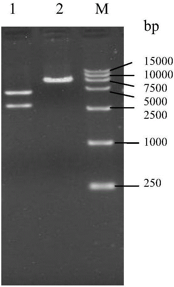 A bacillus amyloliquefaciens nitrite reductase, a gene and applications