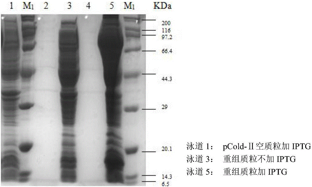 A bacillus amyloliquefaciens nitrite reductase, a gene and applications