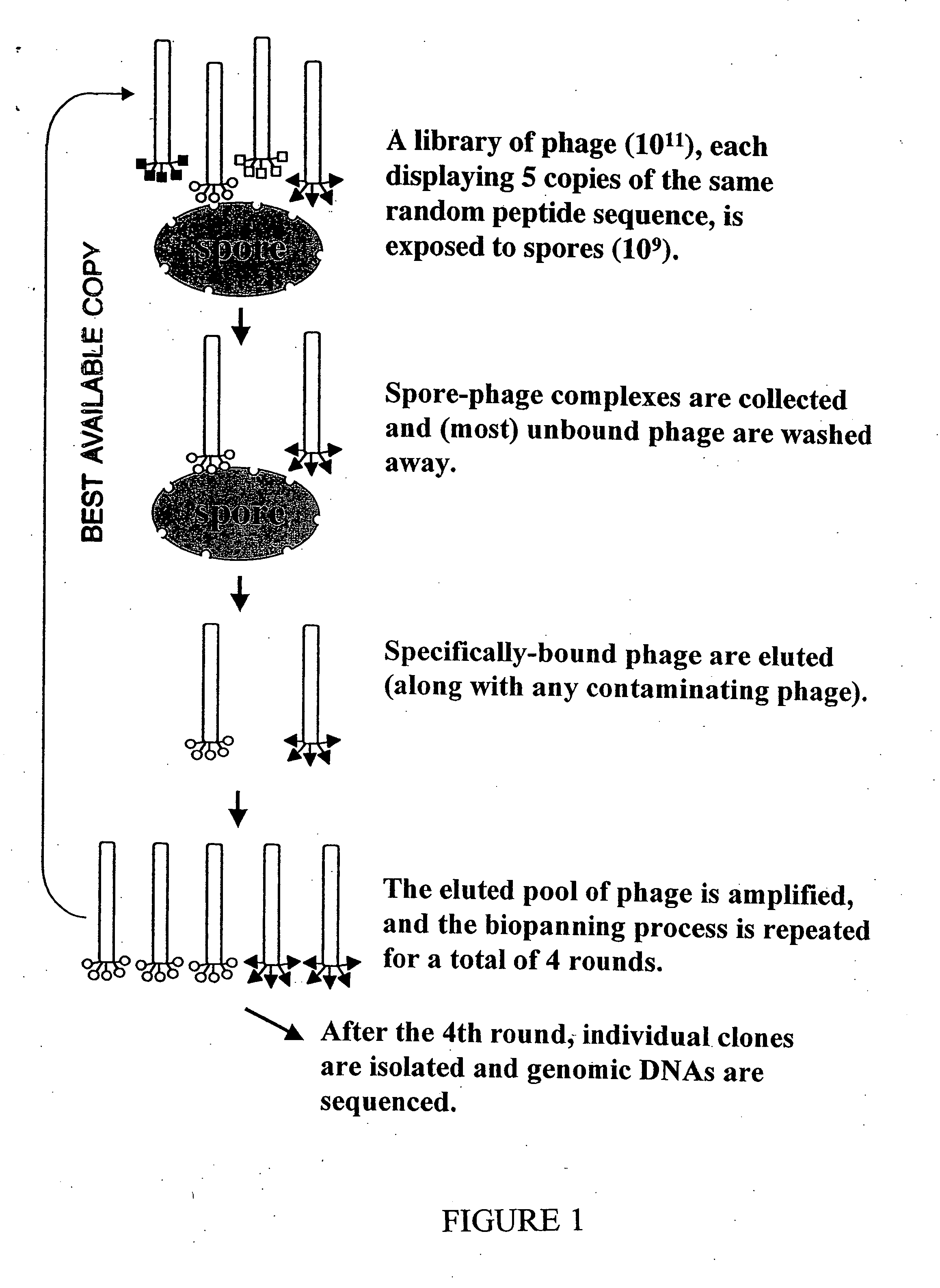Monoclonal antibodies specific for anthrax spores and peptides derived from the antibodies thereof