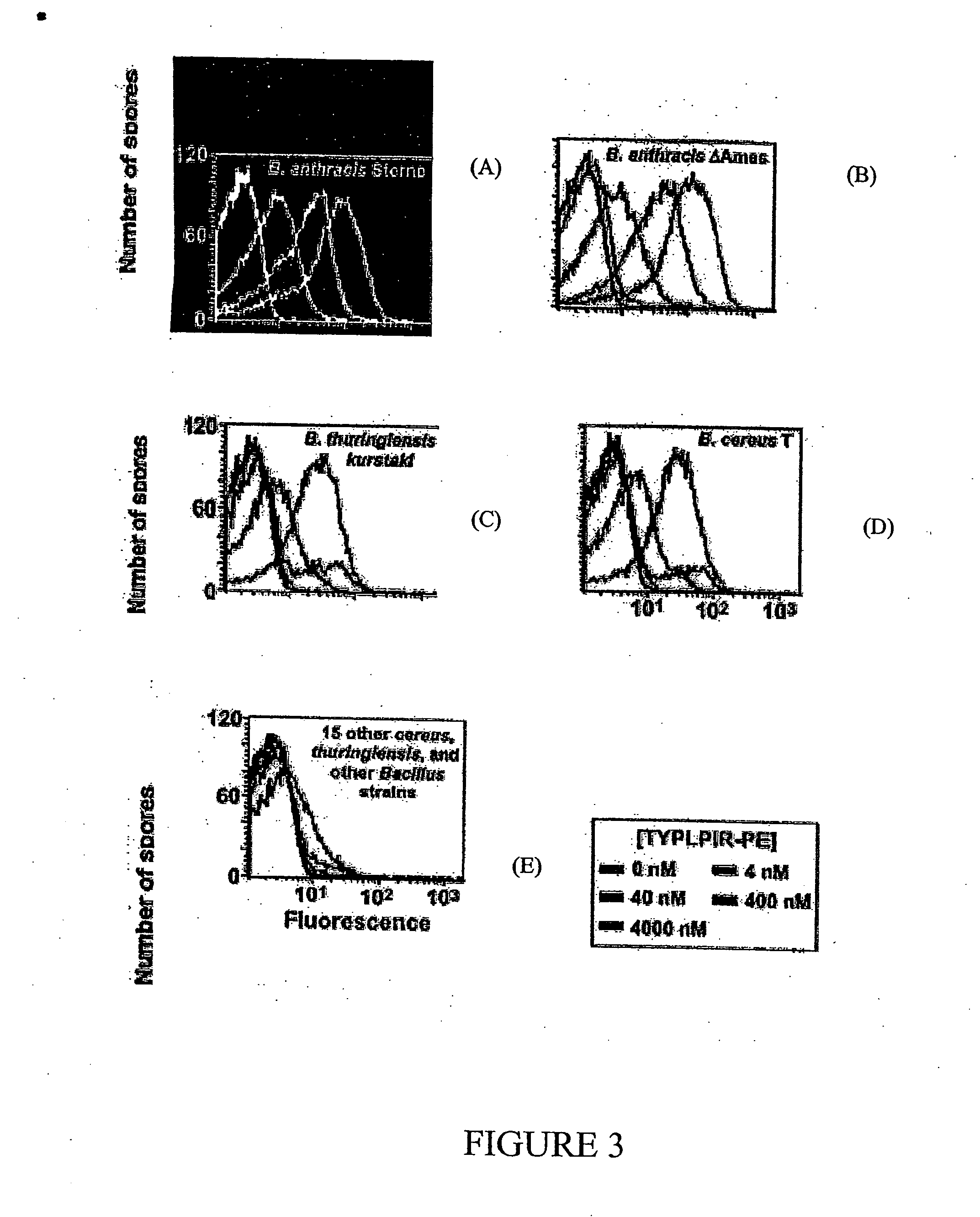 Monoclonal antibodies specific for anthrax spores and peptides derived from the antibodies thereof