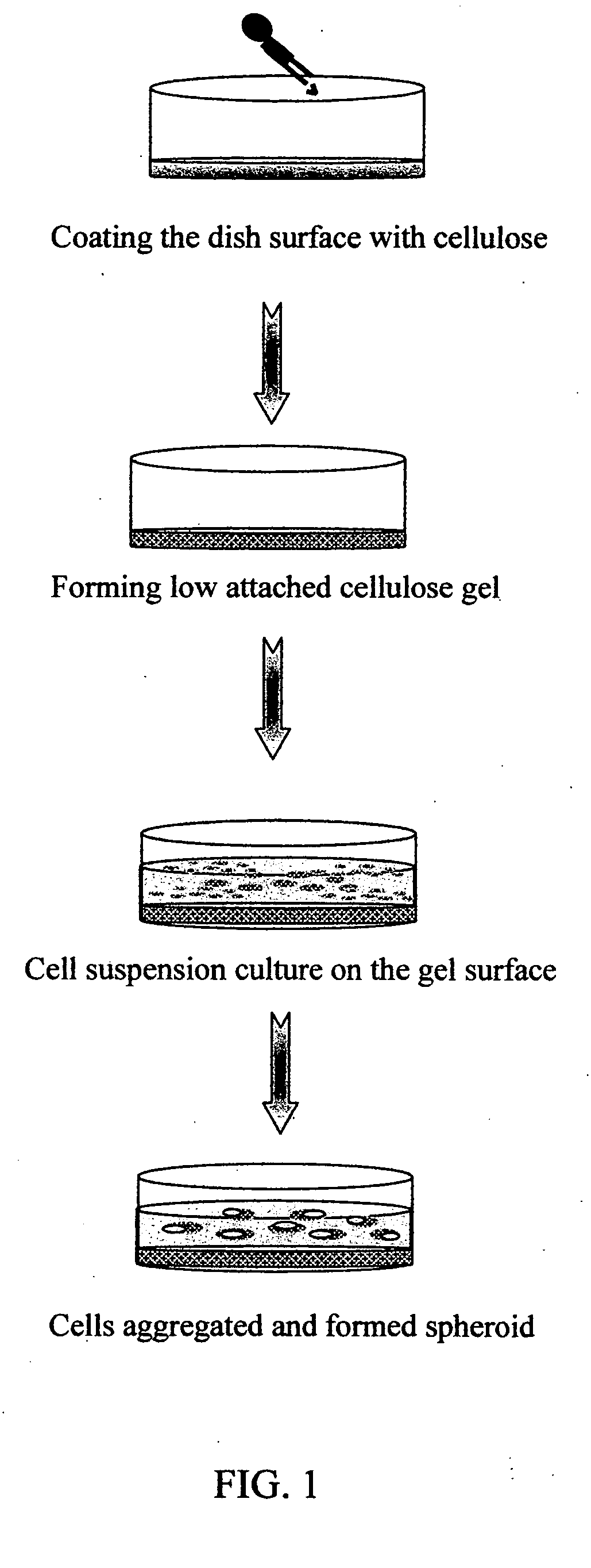 Method of forming multicellular spheroids from the cultured cells