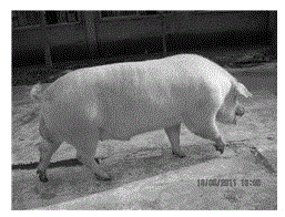 Breeding method for improving lean meat percentage of Meishan pigs