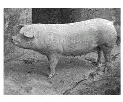 Breeding method for improving lean meat percentage of Meishan pigs