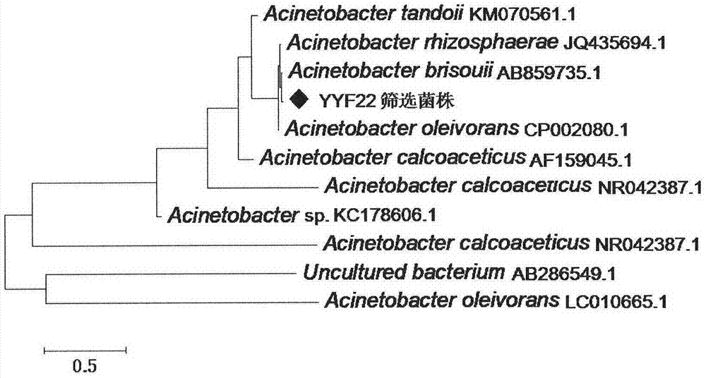 Phosphate dissolving bacterium and acquisition method thereof