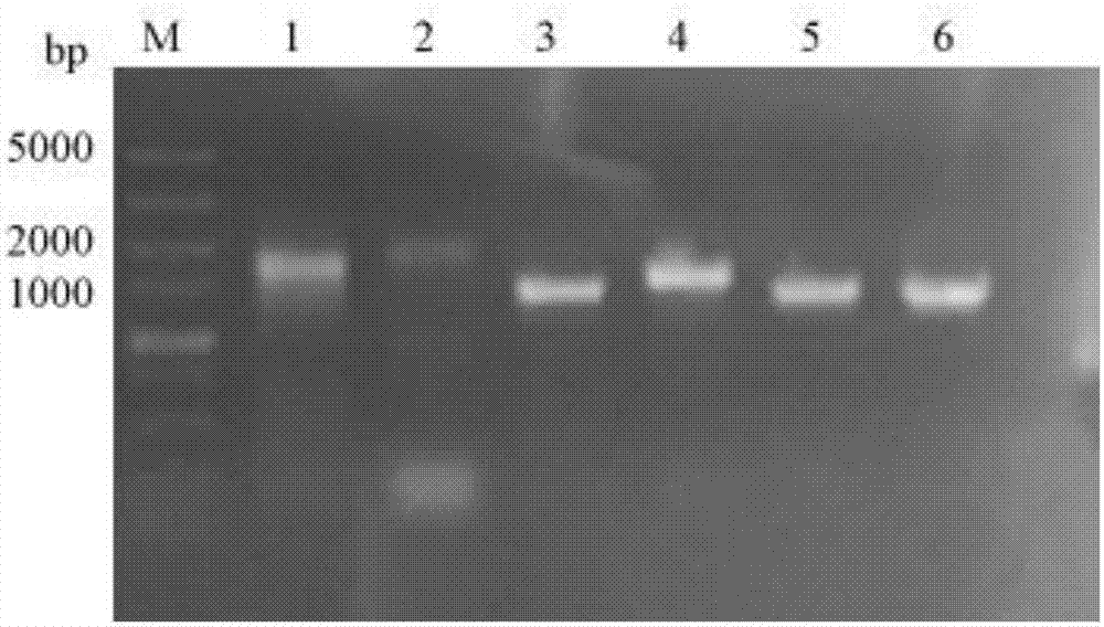Dynein mosaic type recombinant human type-B adenovirus and preparation method thereof