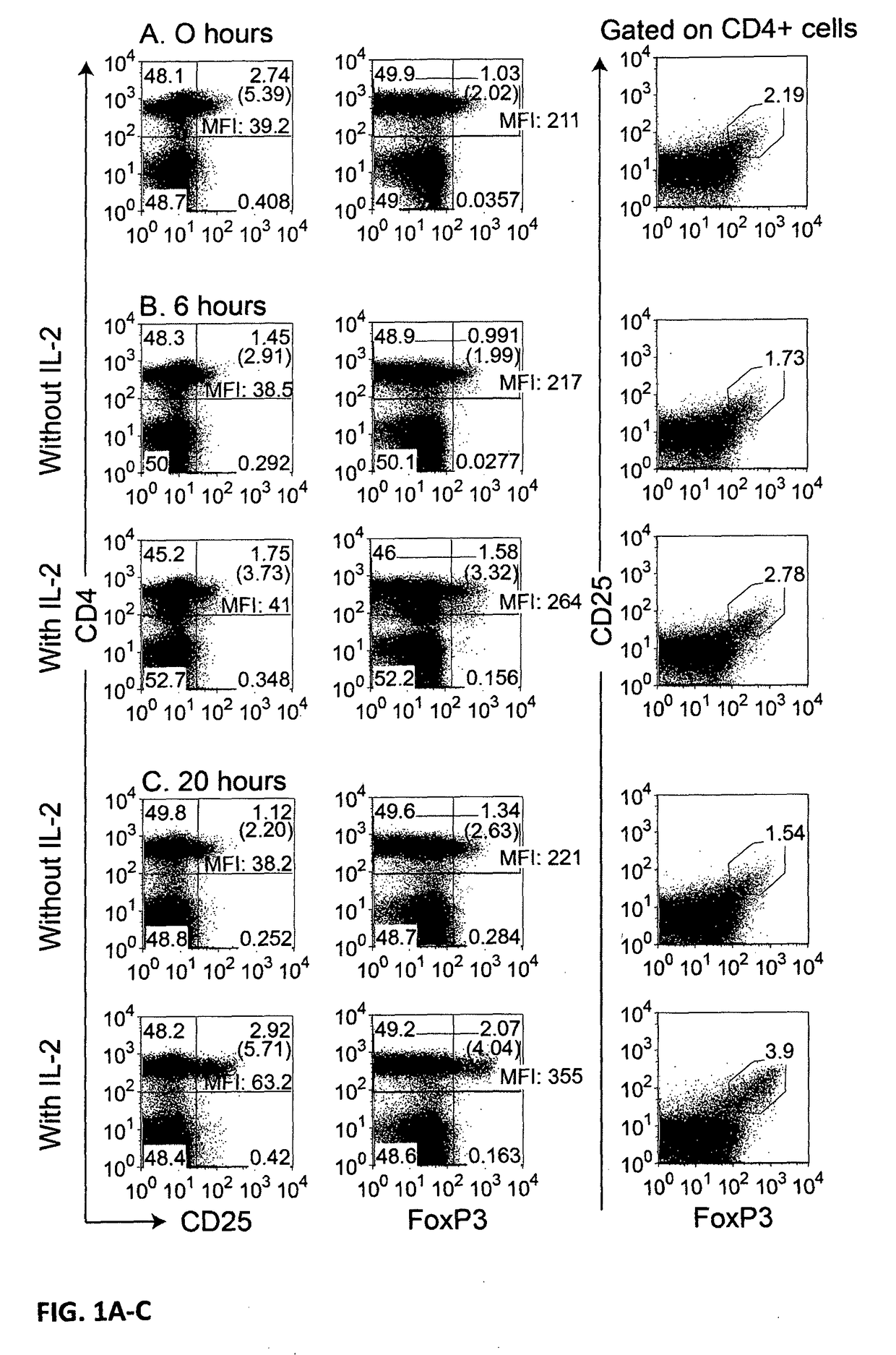 Method for the identification of transiently FOXP3 negative regulatory t-cells from human peripheral blood