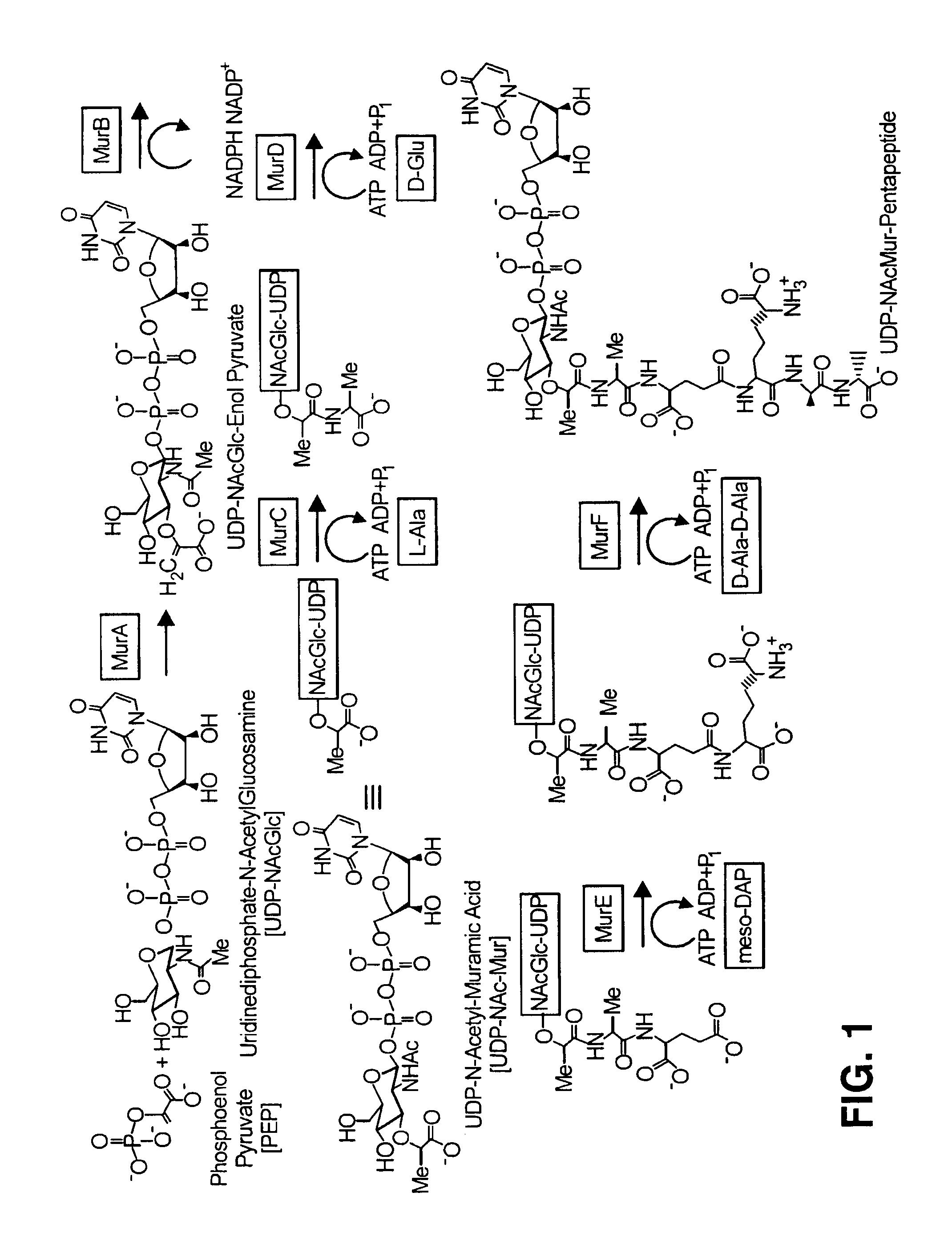 Direct adsorption scintillation assay for measuring enzyme activity and assaying biochemical processes