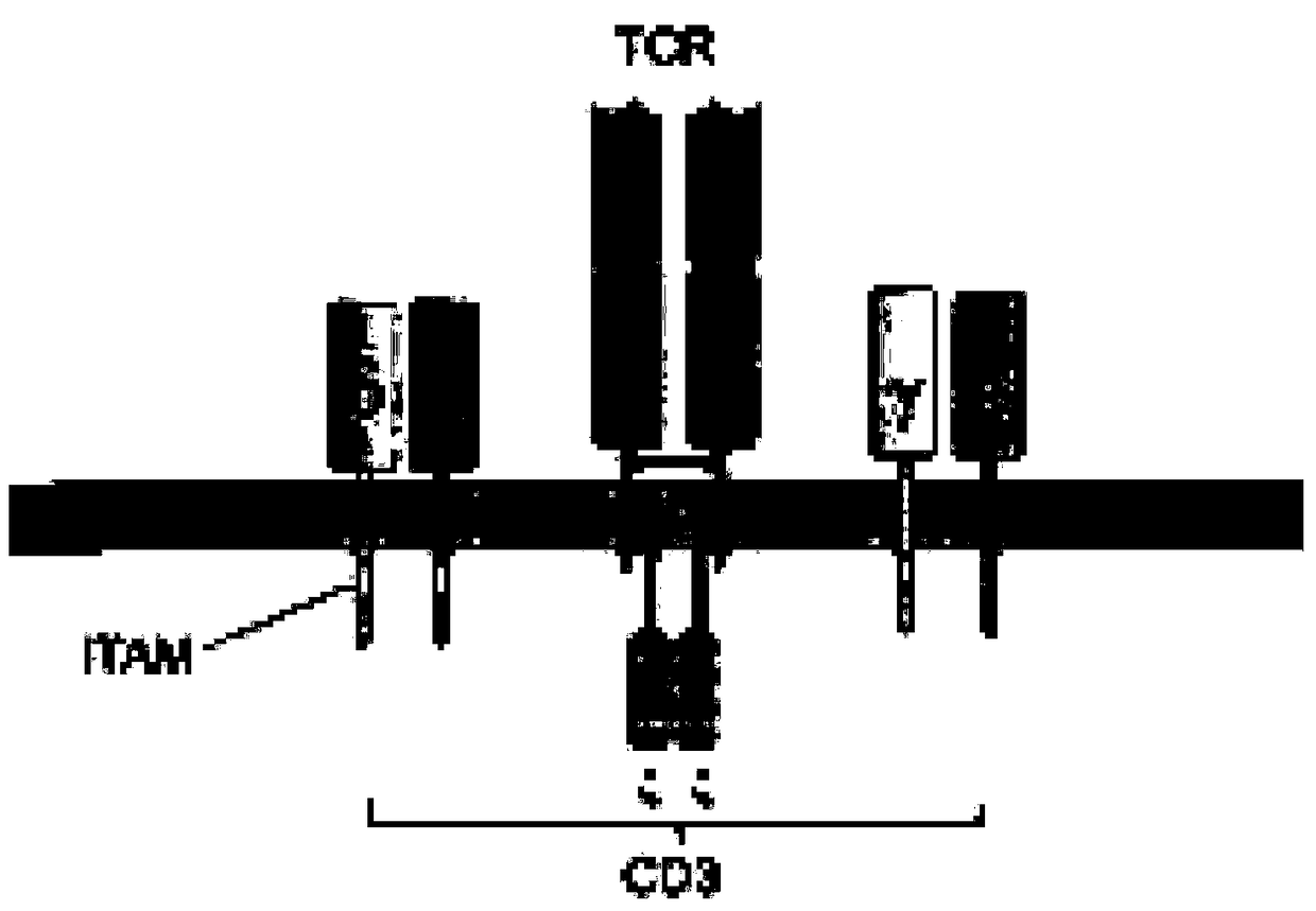 Construction and application of a bispecific antibody her2xcd3