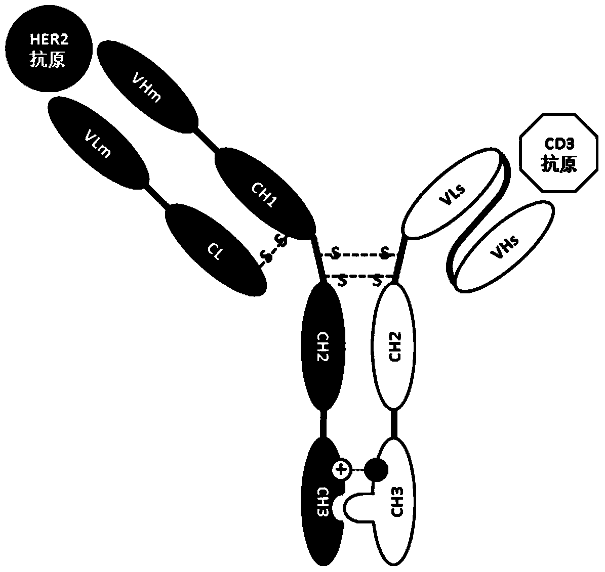 Construction and application of a bispecific antibody her2xcd3