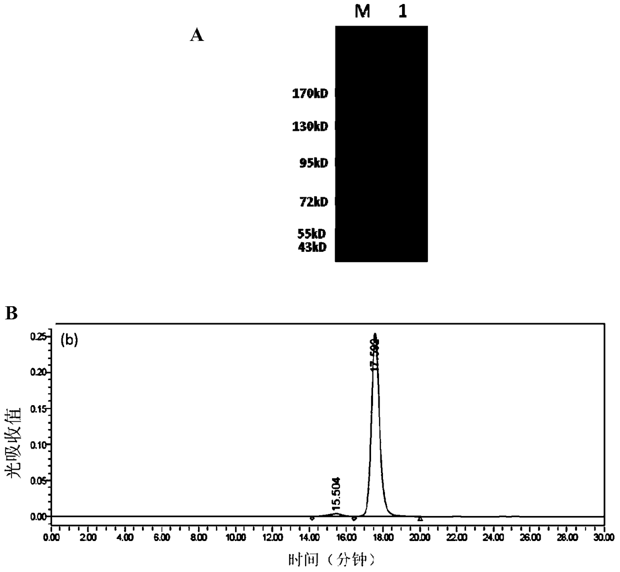 Construction and application of a bispecific antibody her2xcd3