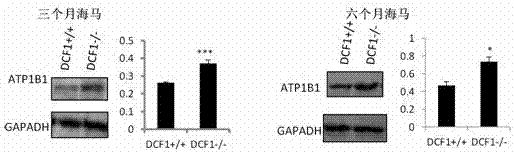Application of dcf1 gene to regulate the expression of atp1b1