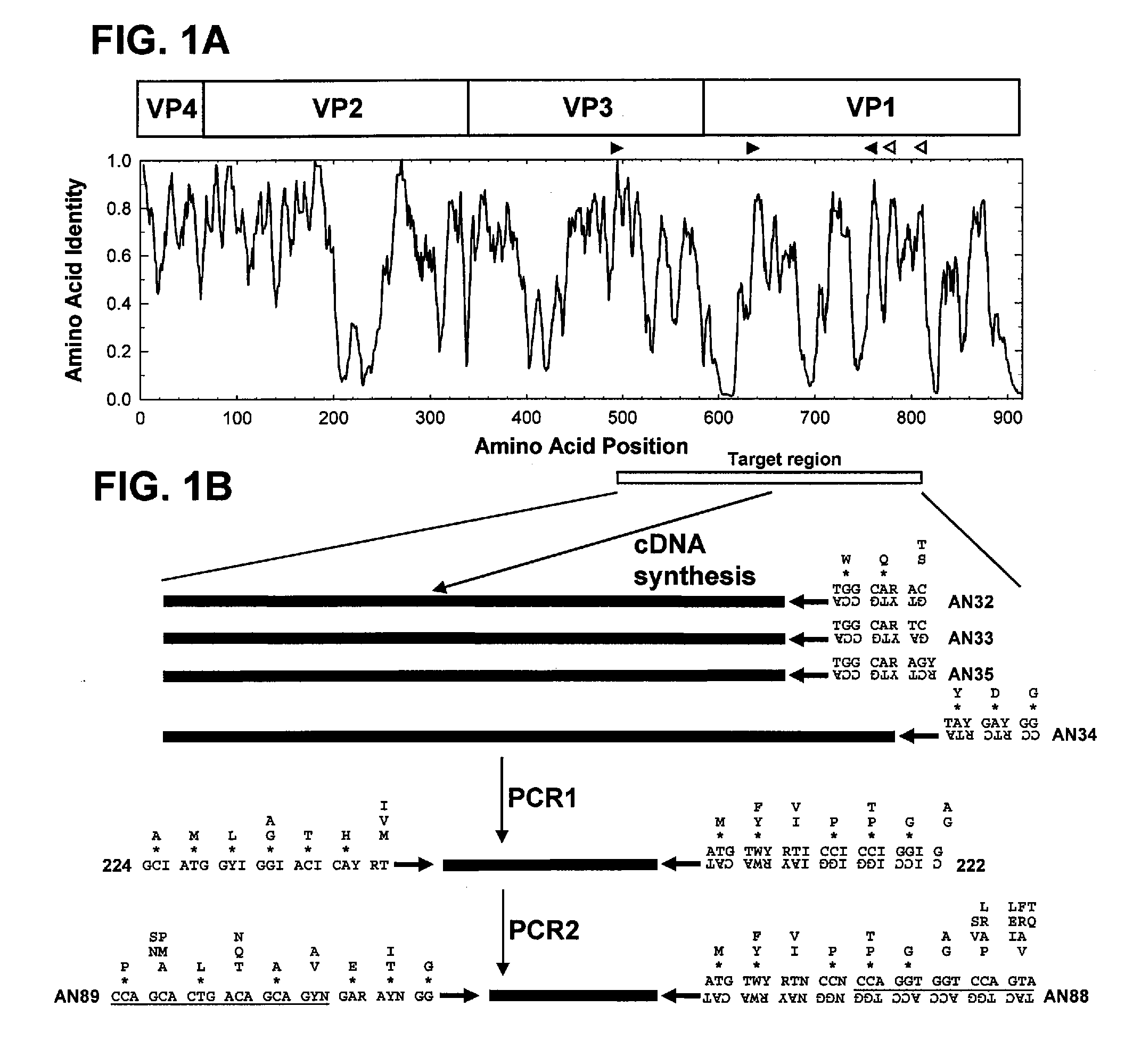 Detection and identification of enteroviruses