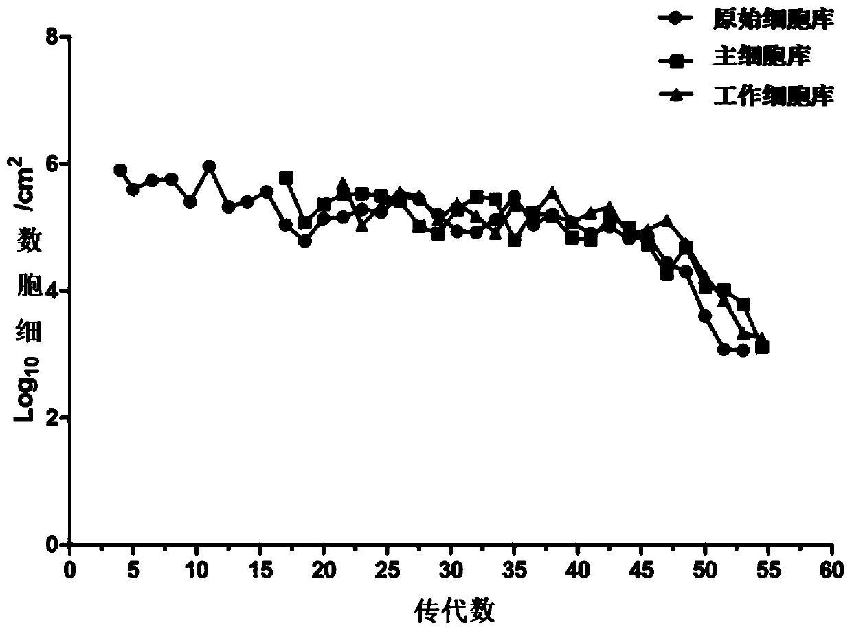 Human diploid cell ZFB as well as construction method and large-scale culture method thereof