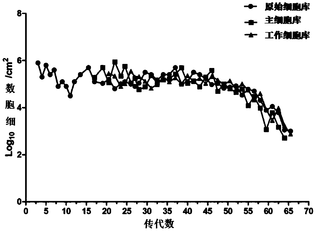 Human diploid cell ZFB as well as construction method and large-scale culture method thereof