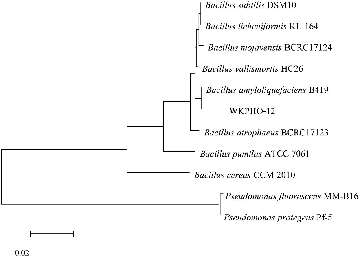 Bacillus amyloliquefaciens with effects of inorganic phosphorus degradation and disease prevention