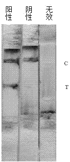 Colloidal gold test paper strip for detecting respiratory syncytial virus antibody and preparation method thereof