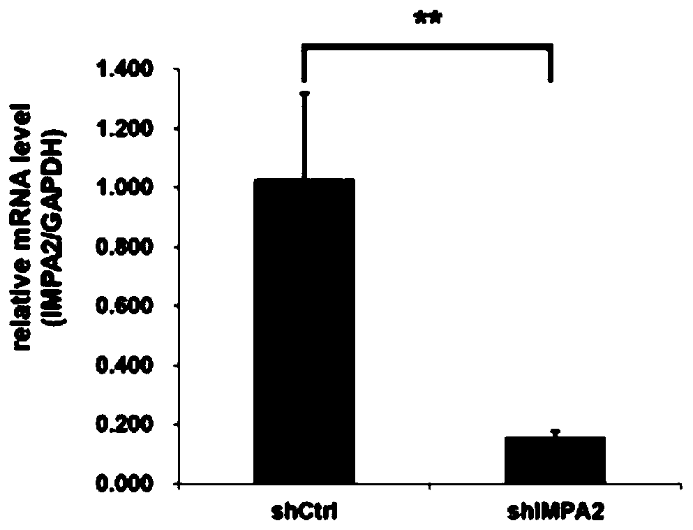 Application and correlation product of human IMPA2 gene