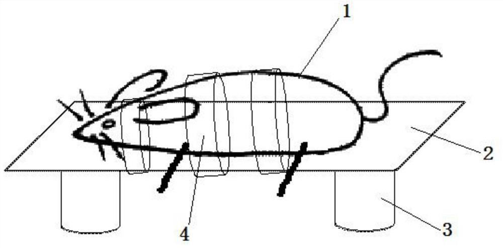 A method for measuring tms motor threshold in awake rats