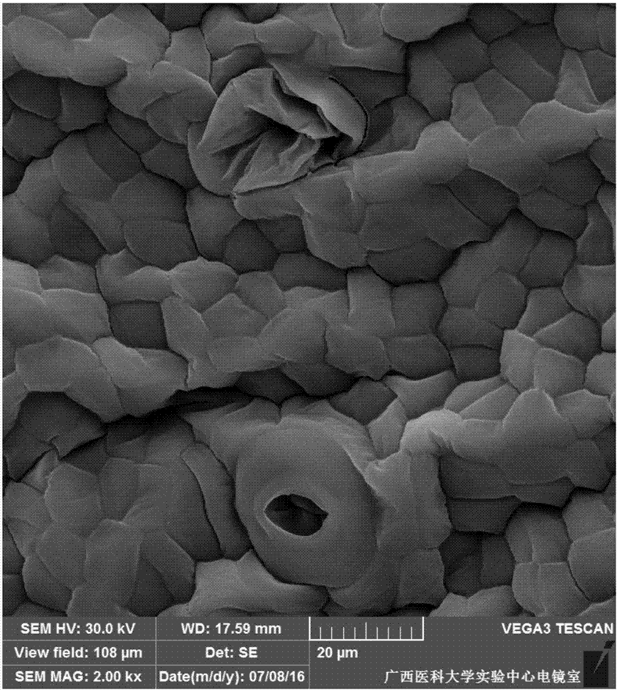 A scanning electron microscope sample infection device