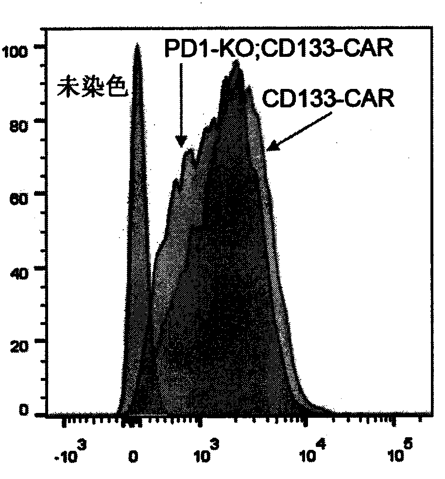 PD-1 gene silenced CD133-targeting CAR T cell and application thereof