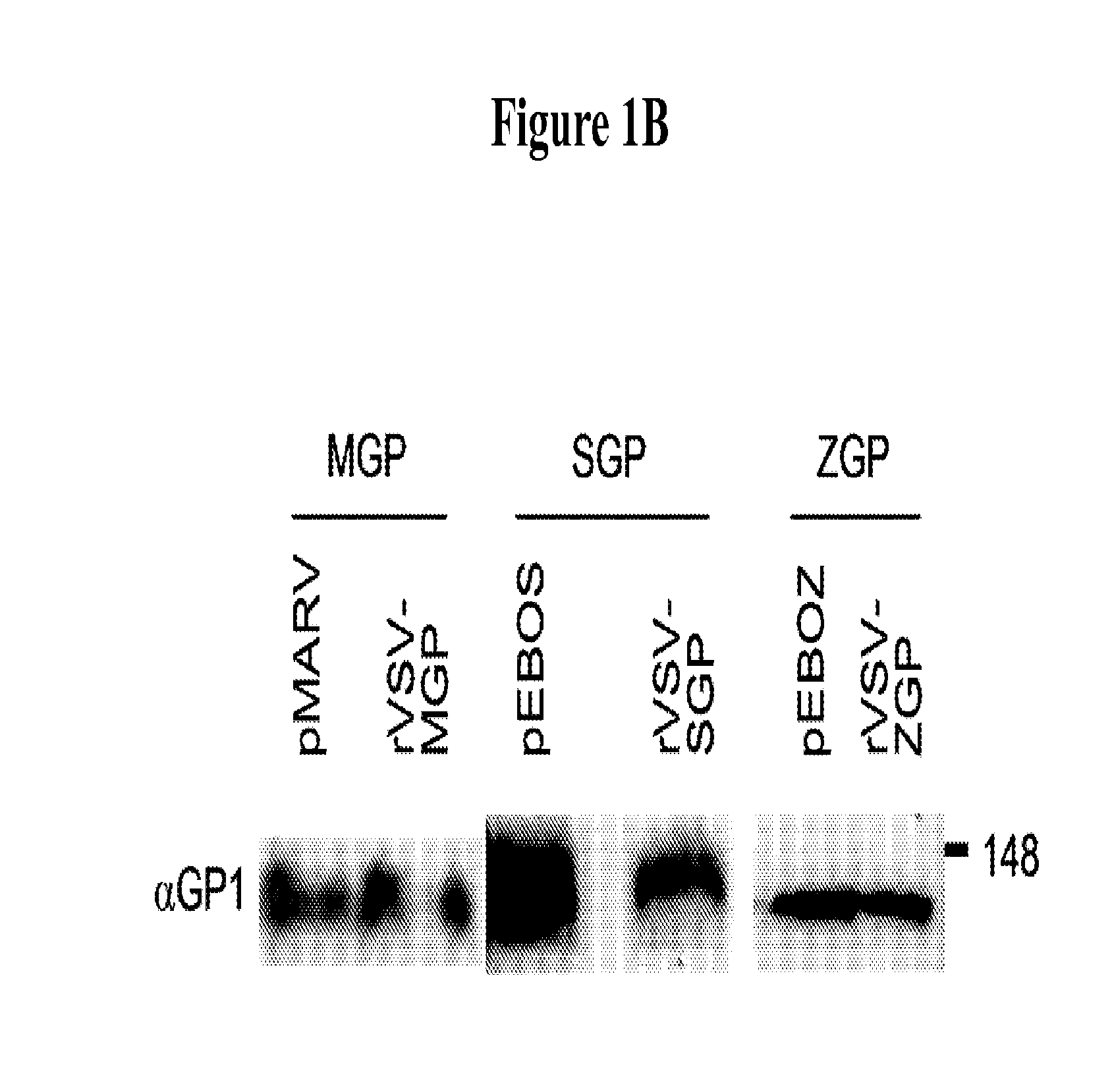 Filovirus Consensus Antigens, Nucleic Acid Constructs And Vaccines Made Therefrom, And Methods Of Using Same