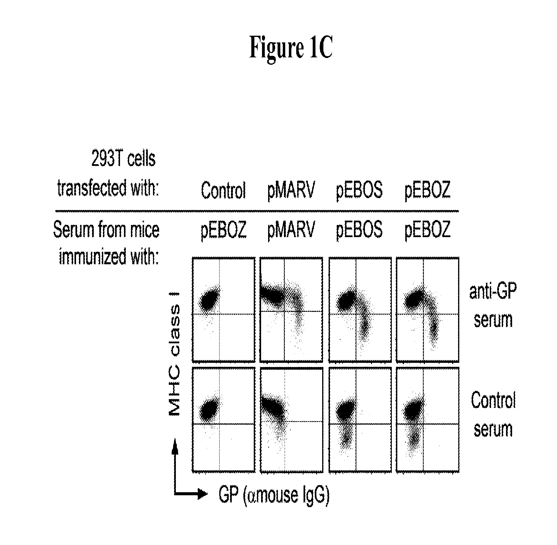 Filovirus Consensus Antigens, Nucleic Acid Constructs And Vaccines Made Therefrom, And Methods Of Using Same