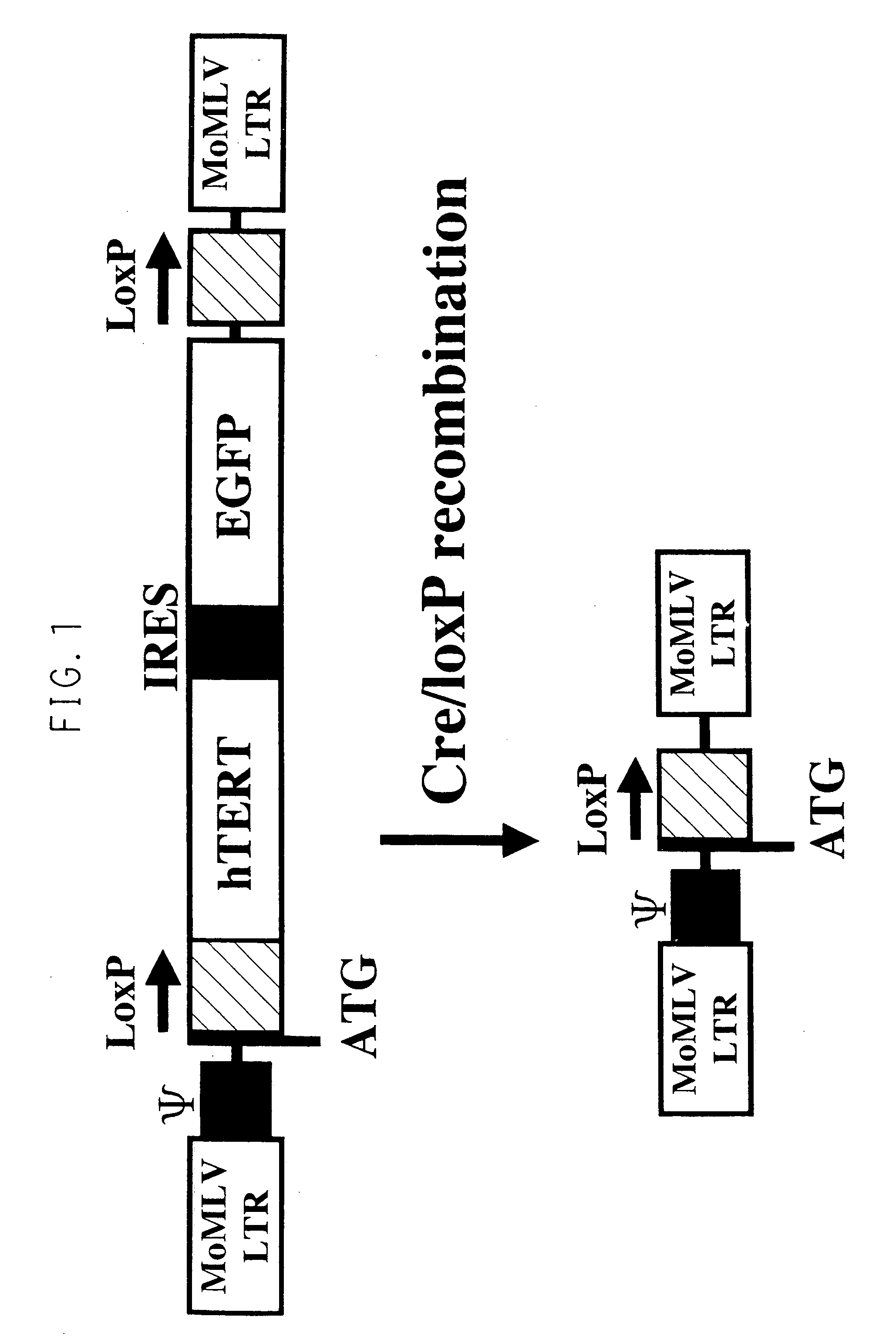 Method for proliferating a liver cell, a liver cell obtained thereby, and use thereof