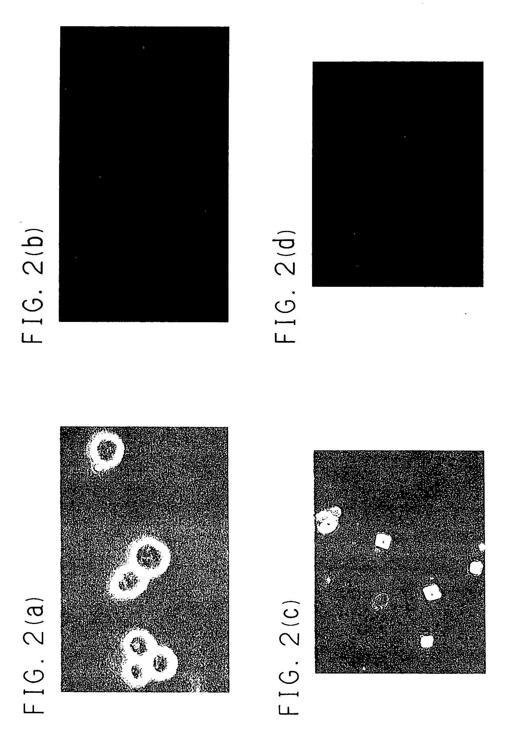 Method for proliferating a liver cell, a liver cell obtained thereby, and use thereof